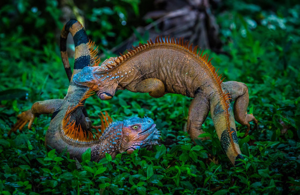 Az Év Természetfotója_3