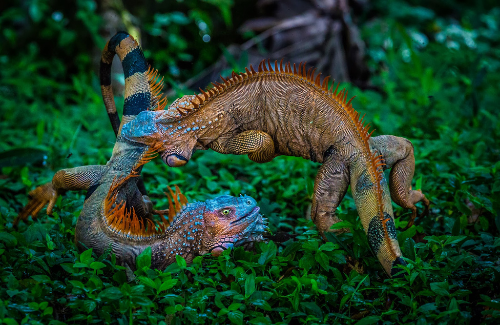 Az Év Természetfotója_3