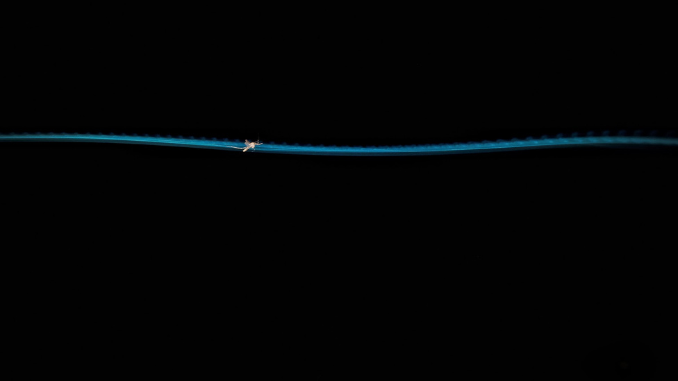 Az Év Természetfotója_5