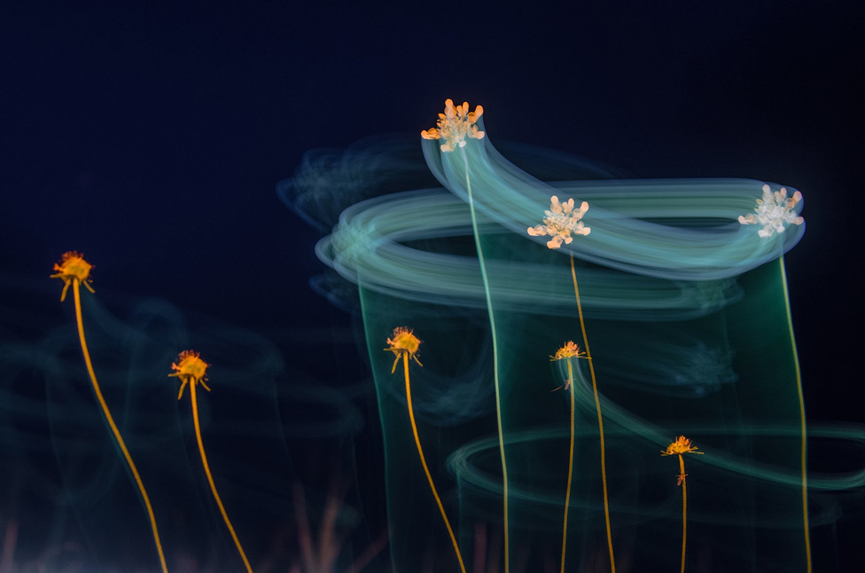 Az Év Természetfotója_6