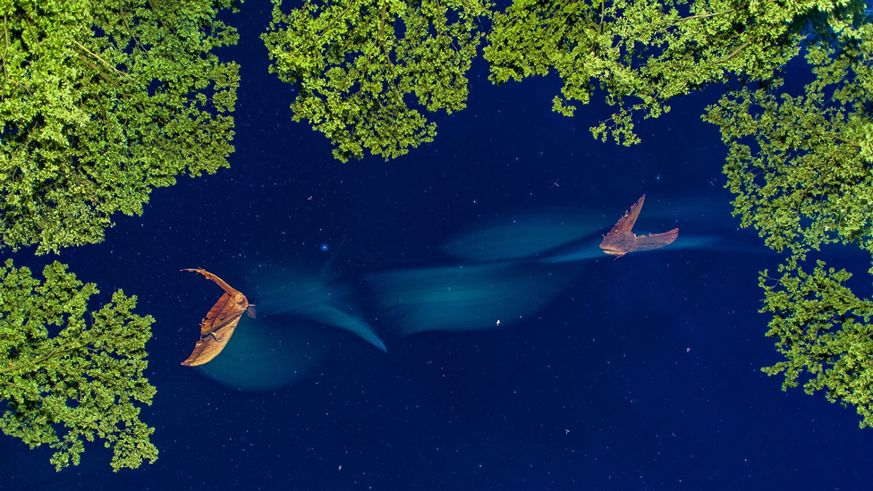 Az Év Természetfotója_7