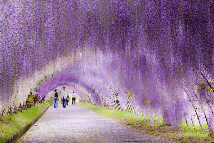 Ashikaga Flower Park2