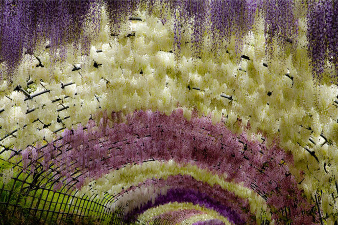 Ashikaga Flower Park4