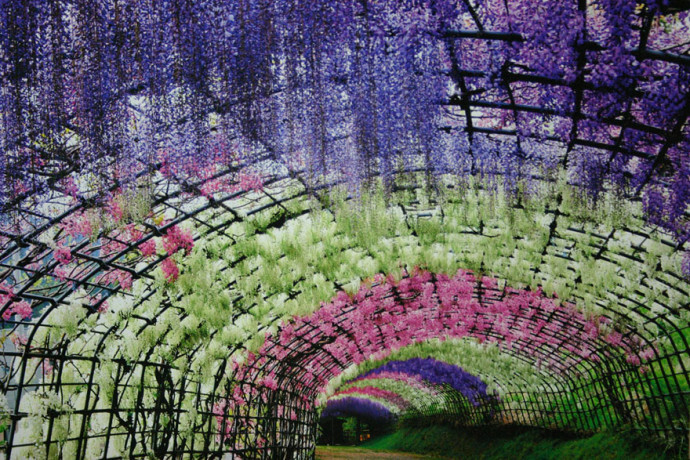 Ashikaga Flower Park5