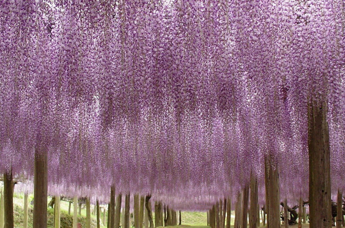 Ashikaga Flower Park6