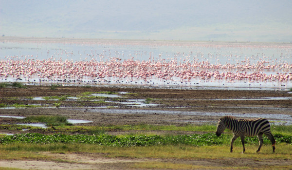 Ngorongoro-kráter (4)
