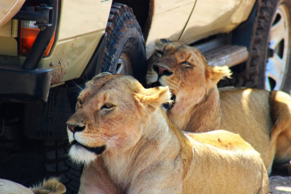 Ngorongoro-kráter (8)