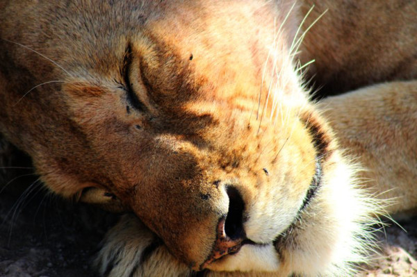 Ngorongoro-kráter (9)