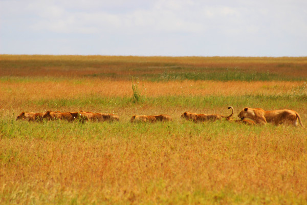 Serengeti Nemzeti Park (10)