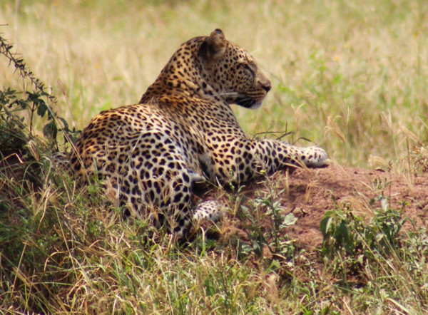 Serengeti Nemzeti Park (4)