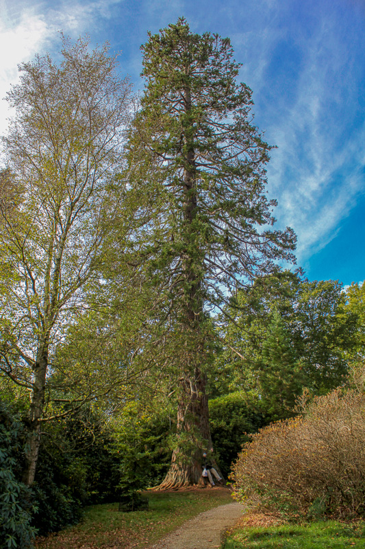 Sheffield Park & Garden (9)