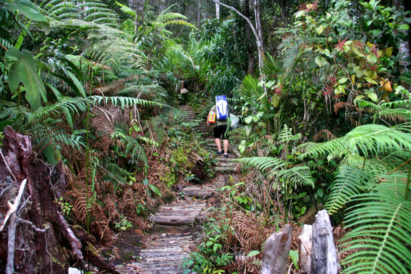 Terra’s Tree House (1)