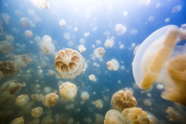 Jellyfish Lake_Palau