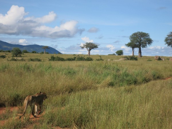 Tanzania (7)