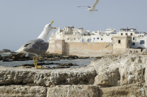 Essaouira_Marokko