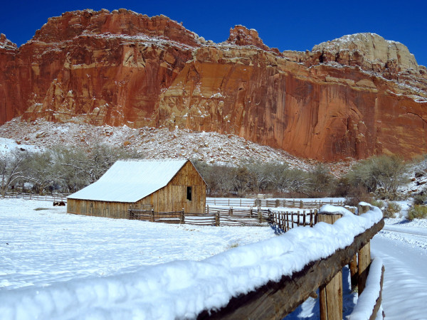 Capitol Reef, Frutia