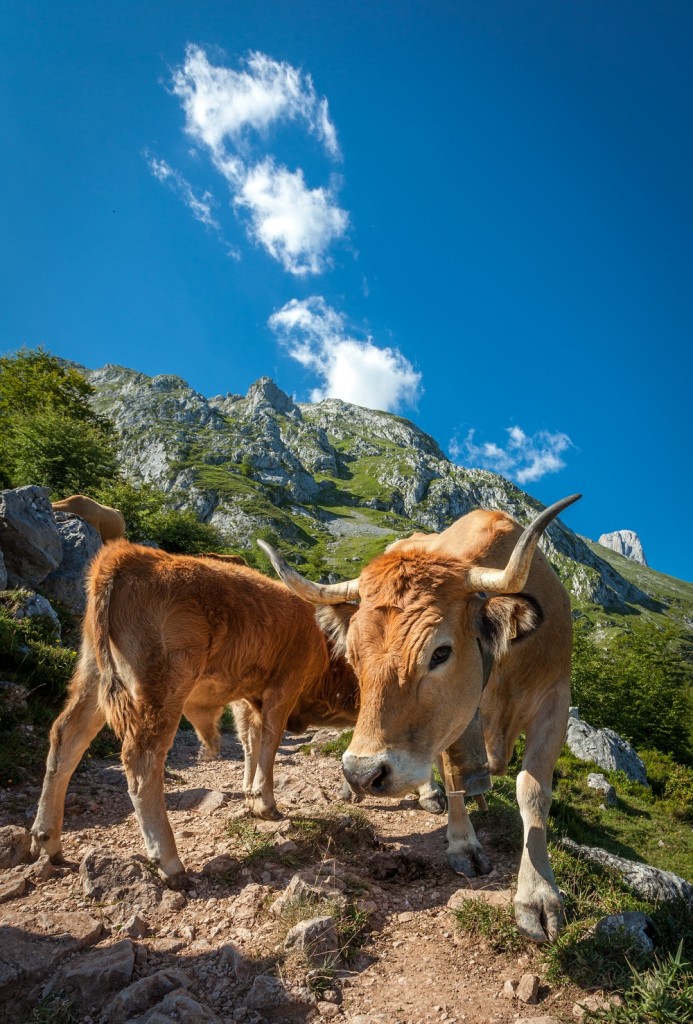 Naranjo de Bulnes104