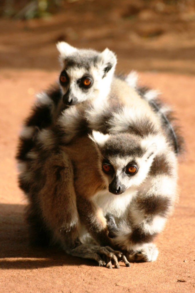 Madagaszkar_lemurok