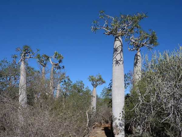 Andrefana szaraz erdok - Tsimanampetsotsa,Pachypodium_lamerei_Madagaszkar