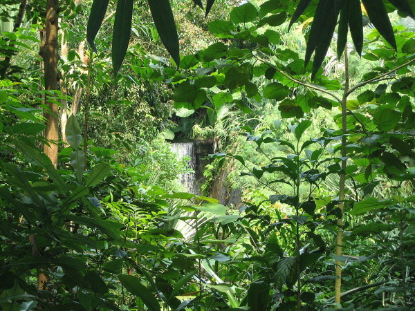 Atsinanana Masoala_vizeses_Madagaszkar