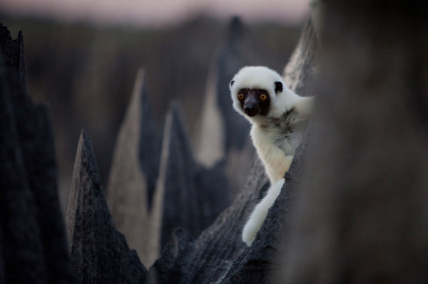Tsingy_lemur_Madagaszkar