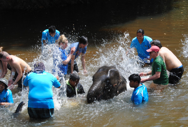 kuala_gandah_elephant_sanctuary_malajzia