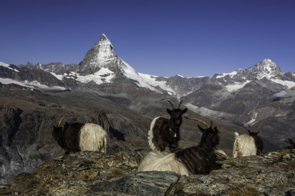 Gornergrat_kecskek