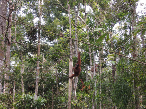 12_kuching_orangutanrezervatum_borneo