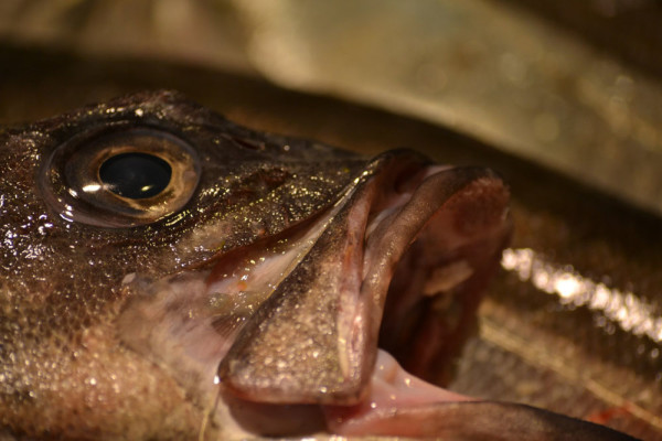 La Boqueria_Barcelona_31