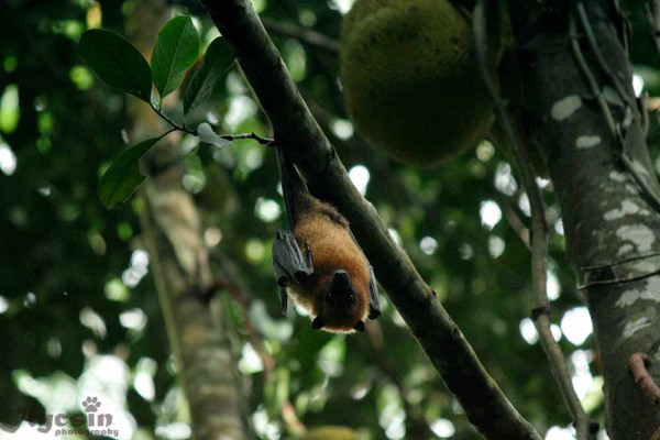 mahe_seychelle_szigetek_05