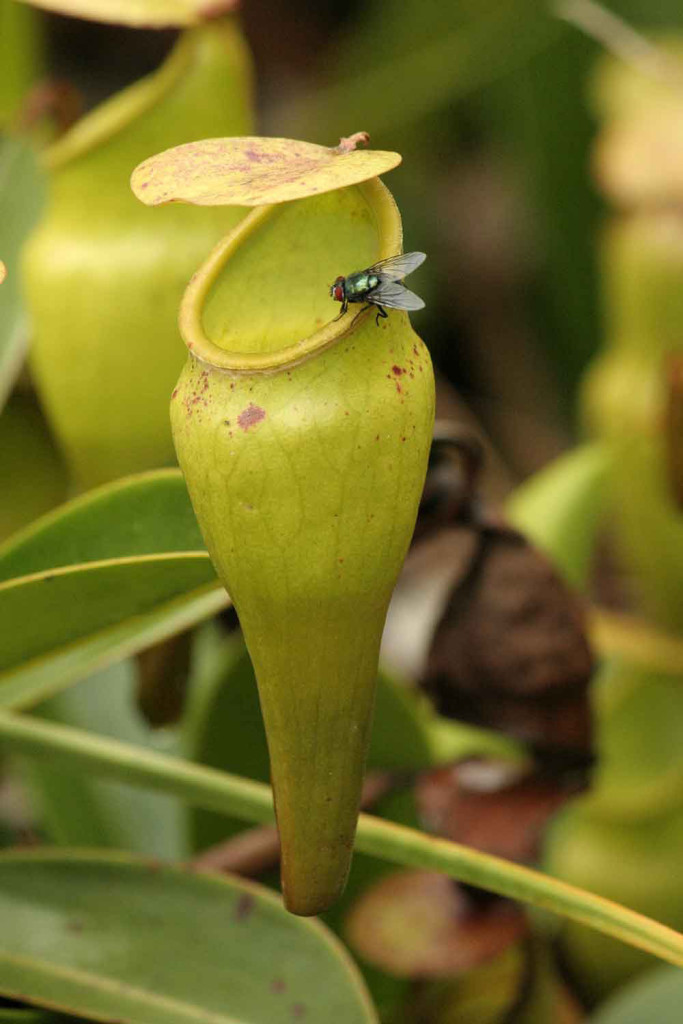 mahe_seychelle_szigetek_17