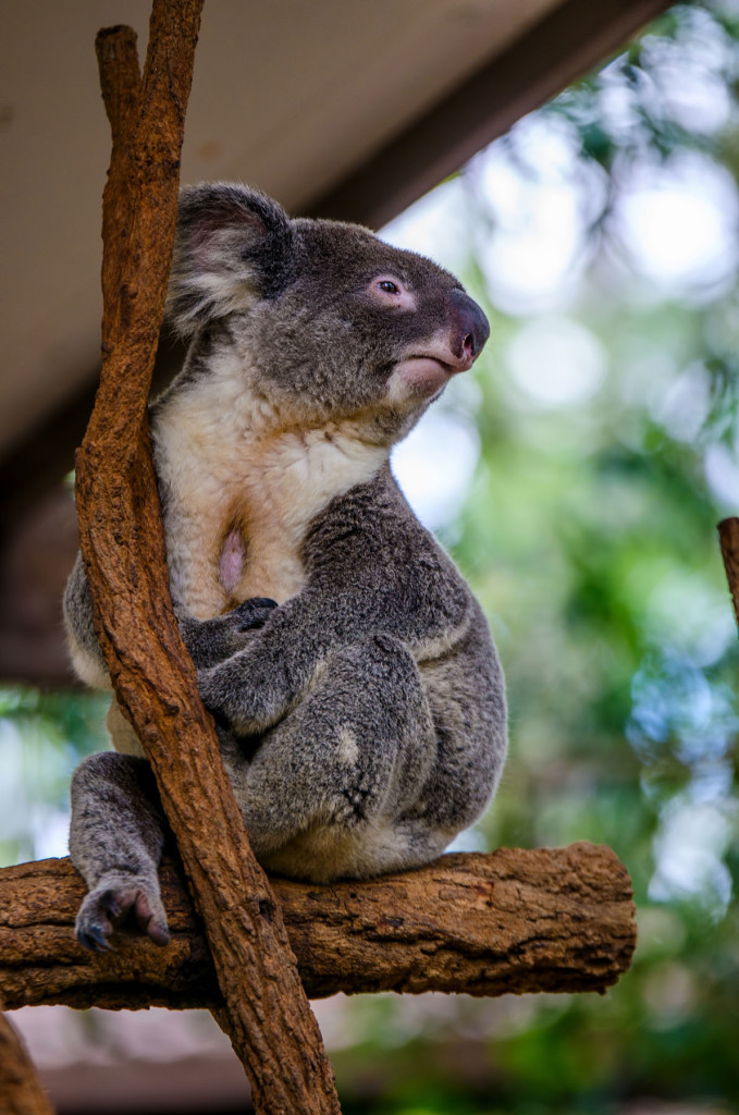 Brisbane_Ausztralia_10