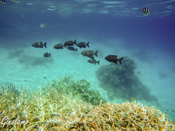 DCIM100GOPROGOPR0472.