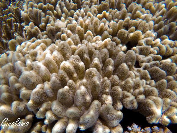 DCIM100GOPROGOPR0478.