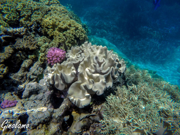 DCIM100GOPROGOPR0482.