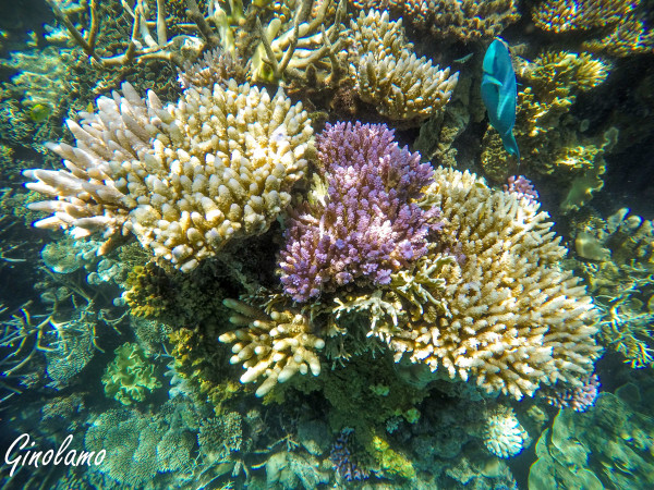 DCIM100GOPROGOPR0511.
