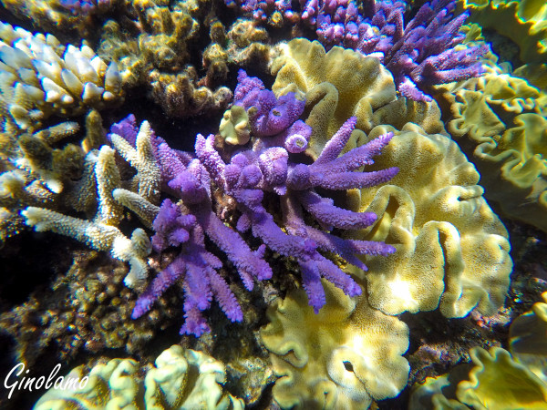 DCIM100GOPROGOPR0544.
