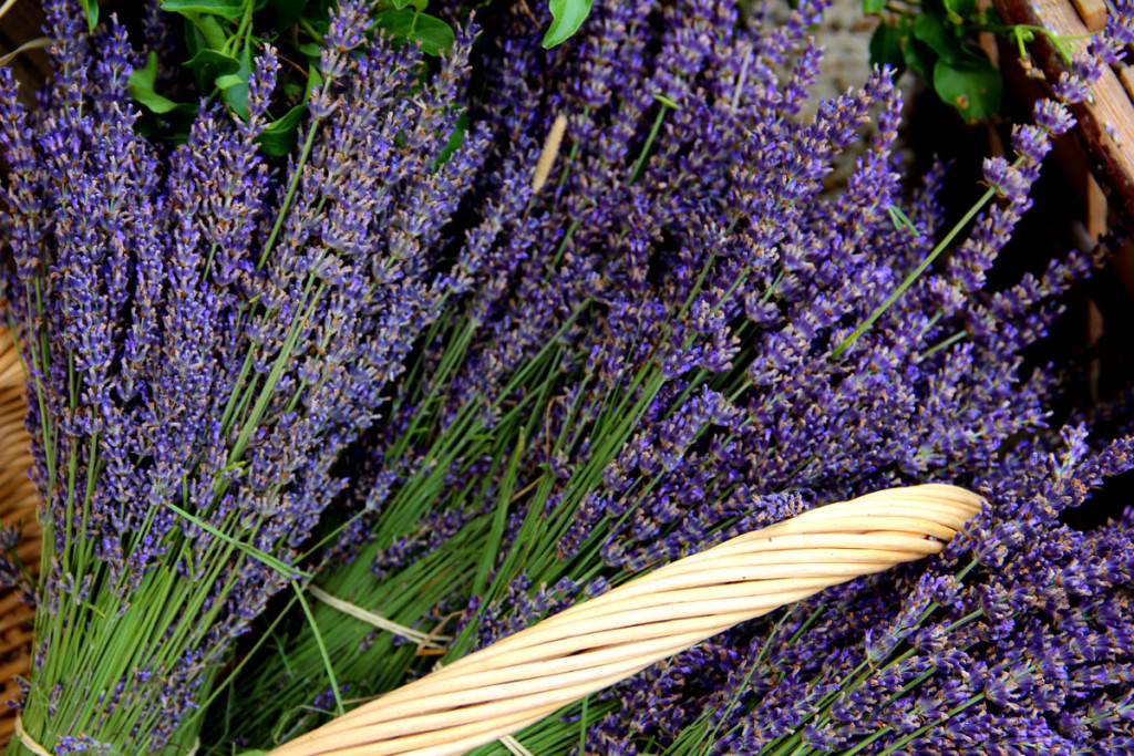 Provence_04
