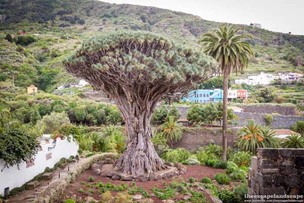 Tenerife_Kanari-szigetek_07_sarkanyfa