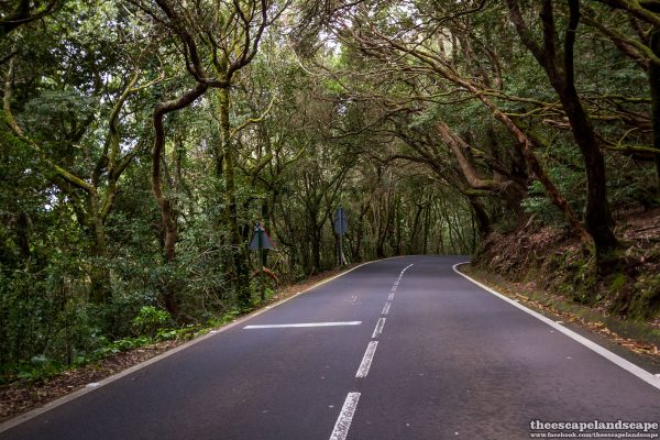 Tenerife_Kanari-szigetek_32
