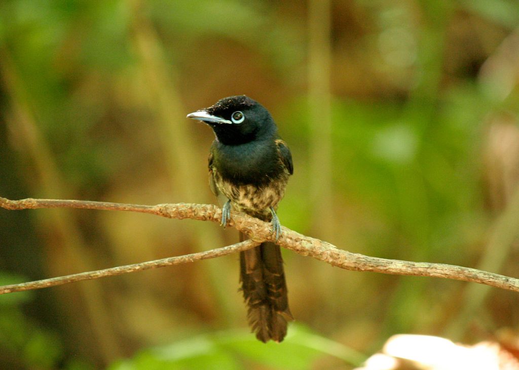 la digue_seychelle_szigetek_10