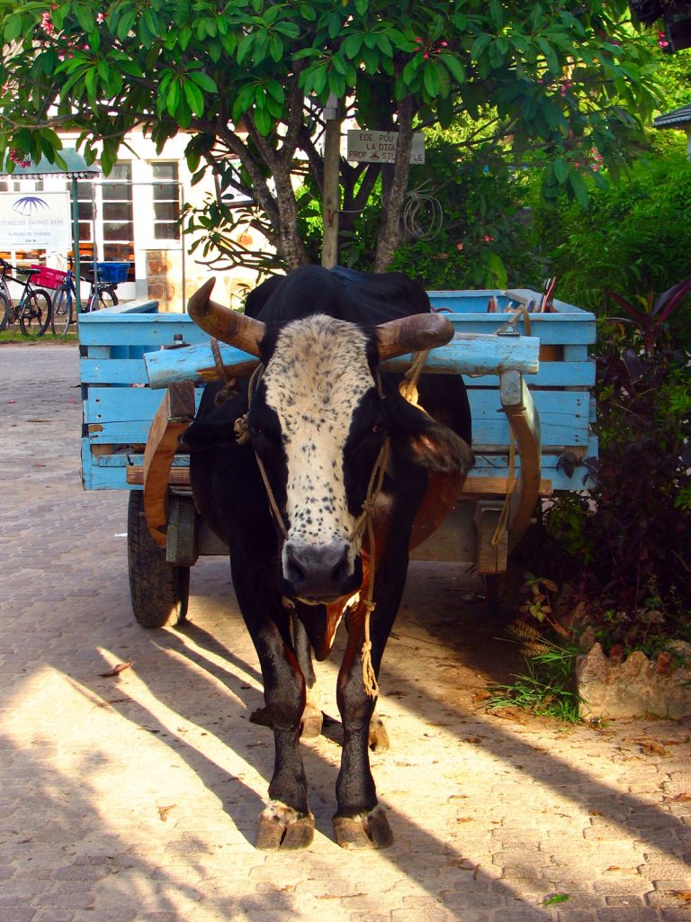 la digue_seychelle_szigetek_11