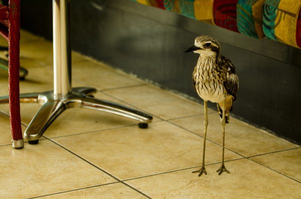 Daydream sziget_Ausztralia_1