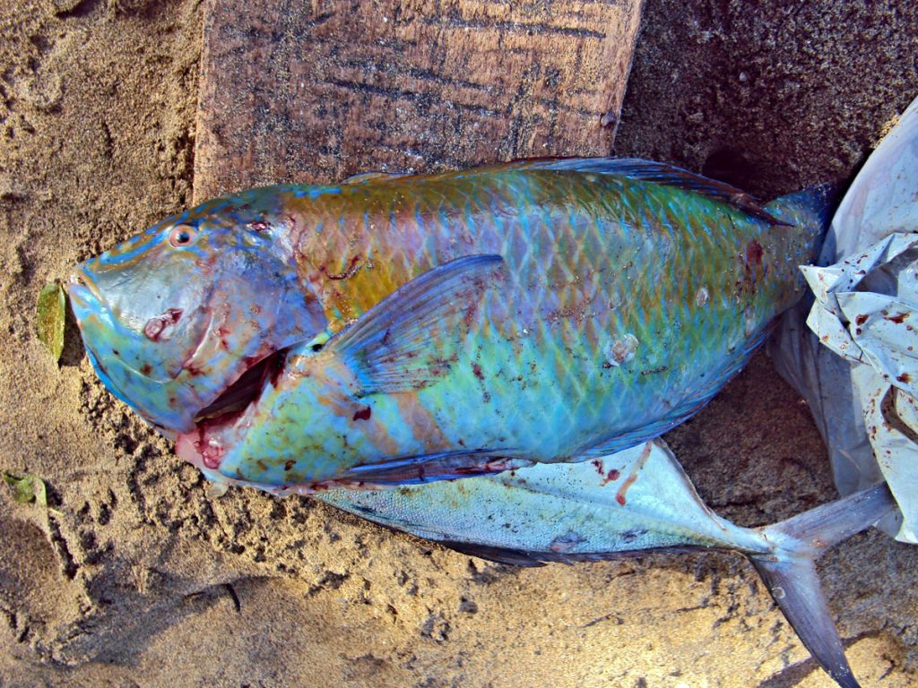 Mozambik_Afrika_05