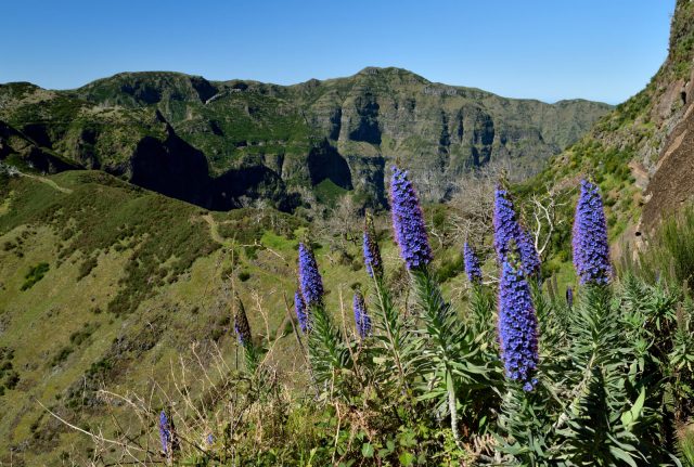 madeira_portugalia_03