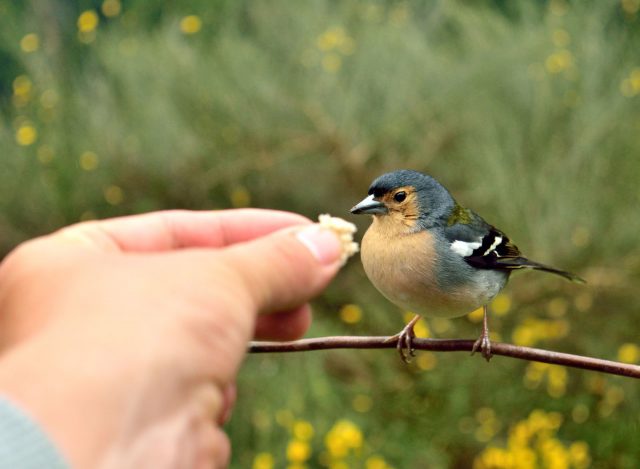 madeira_portugalia_08