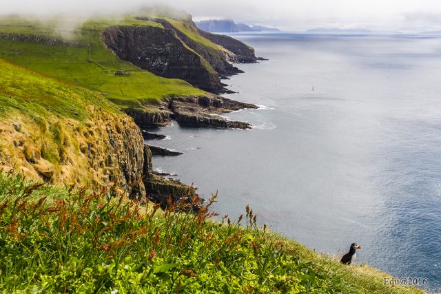 mykines2_feroer-szigetek