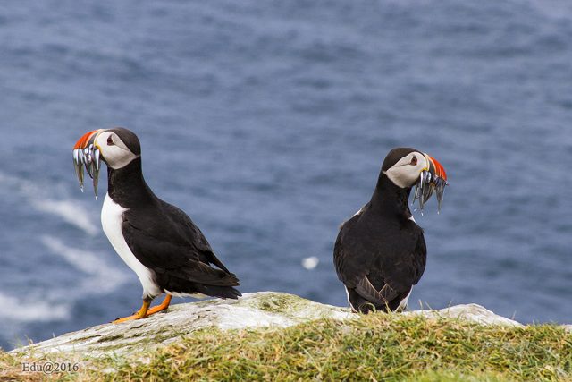 lunda_feroer-szigetek