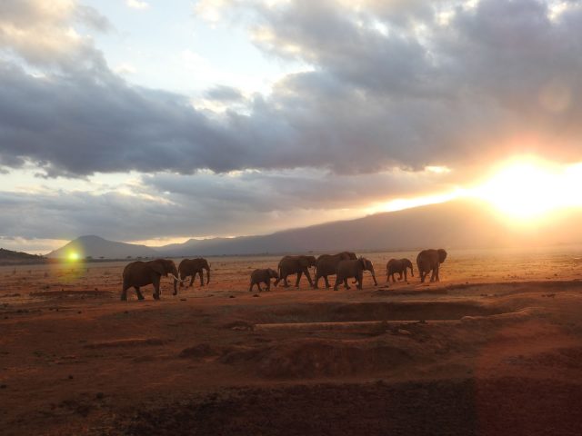 kenyai_nyaralas_szafari_05