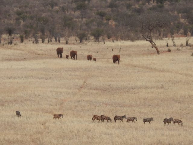 kenyai_nyaralas_szafari_09